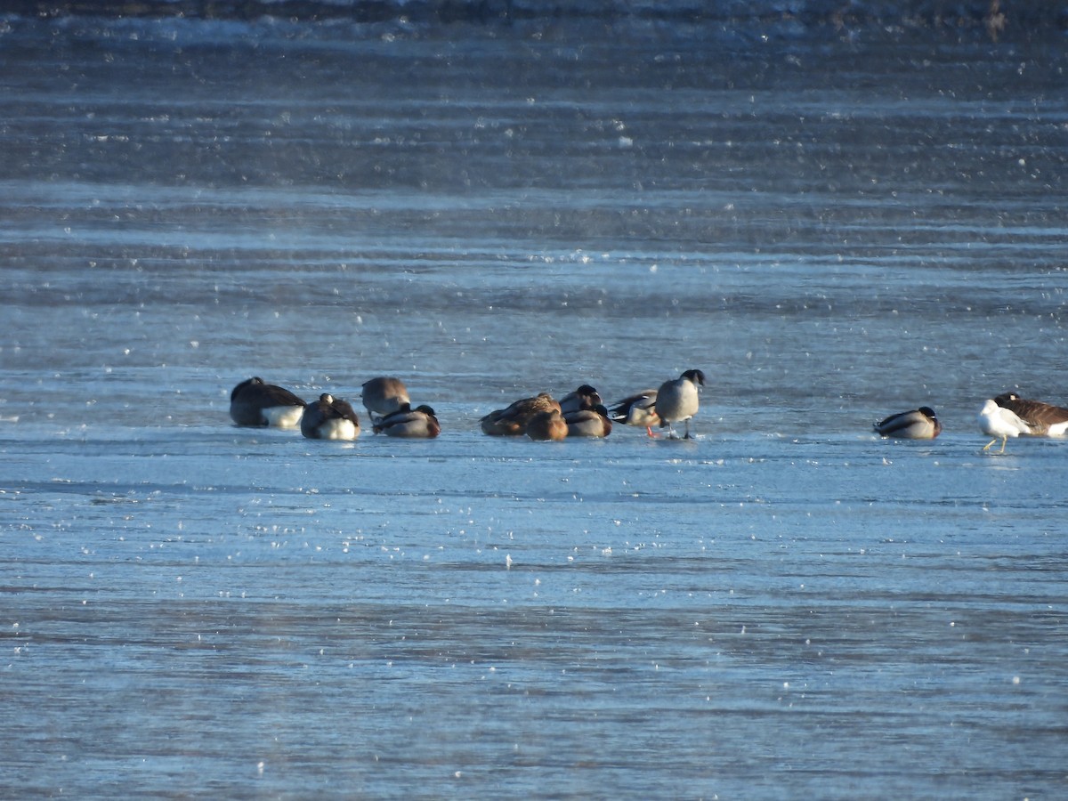 polargås (hutchinsii) - ML630813040
