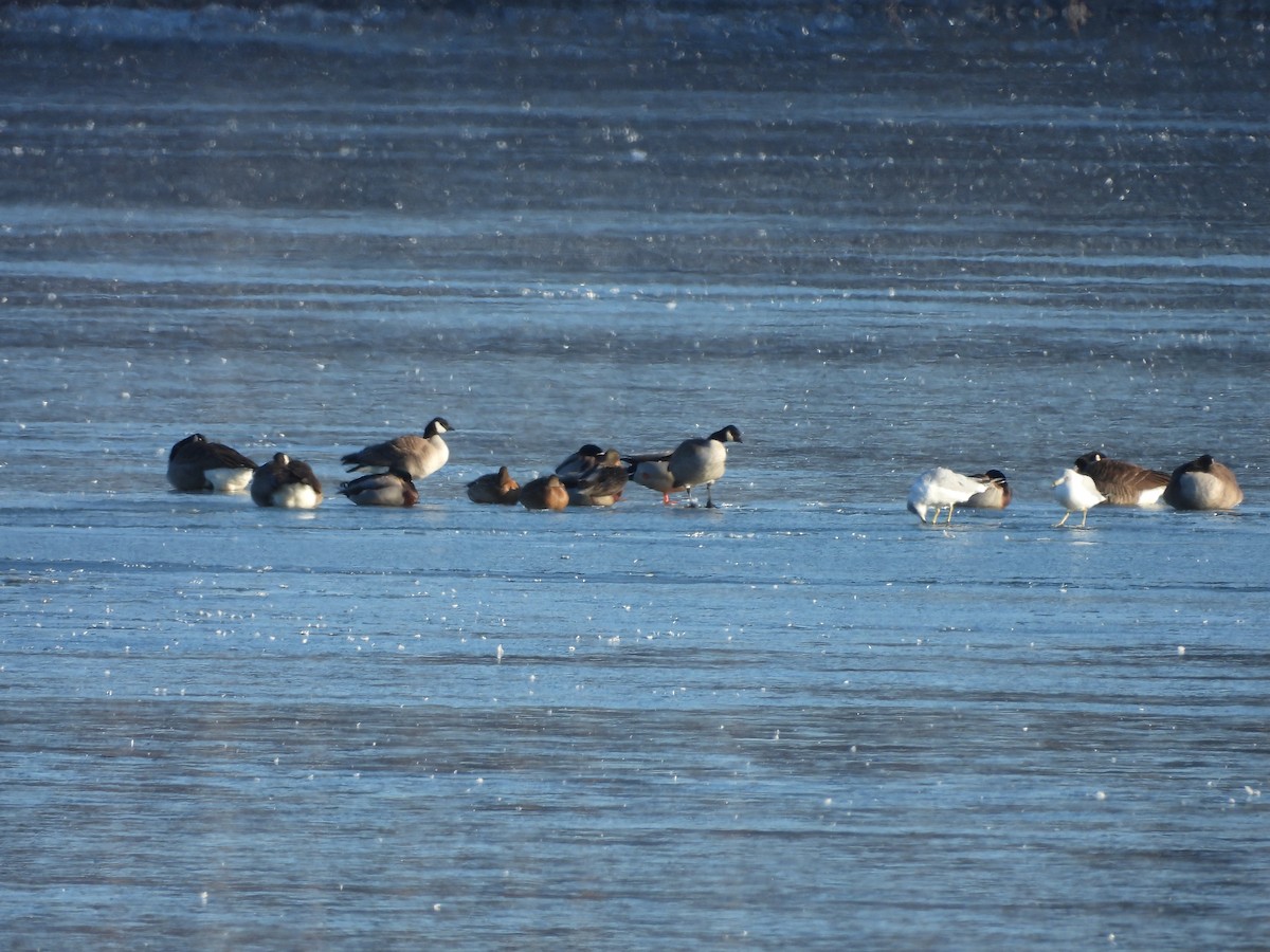 polargås (hutchinsii) - ML630813041