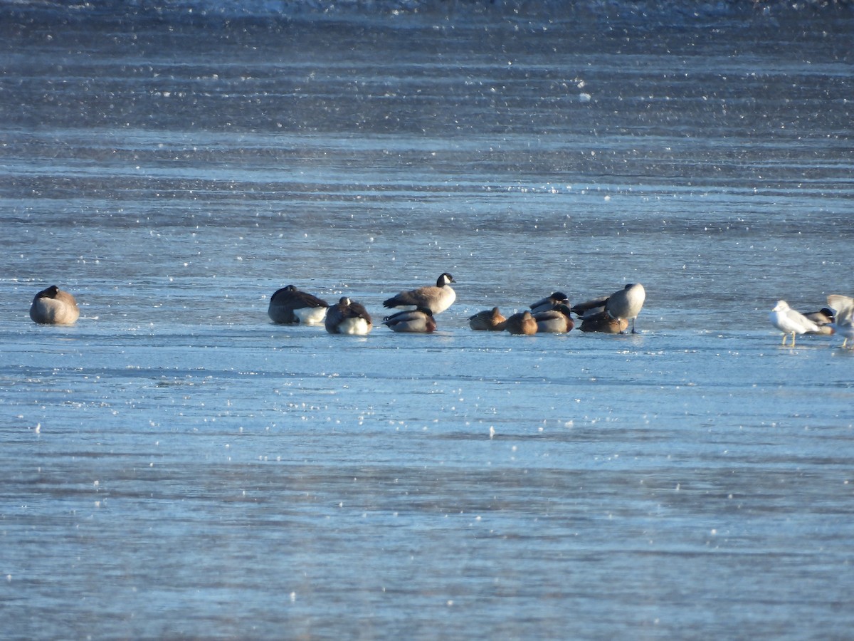 polargås (hutchinsii) - ML630813043