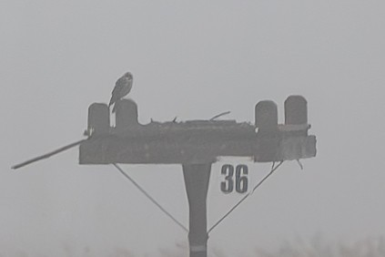 Short-eared Owl - ML630813044