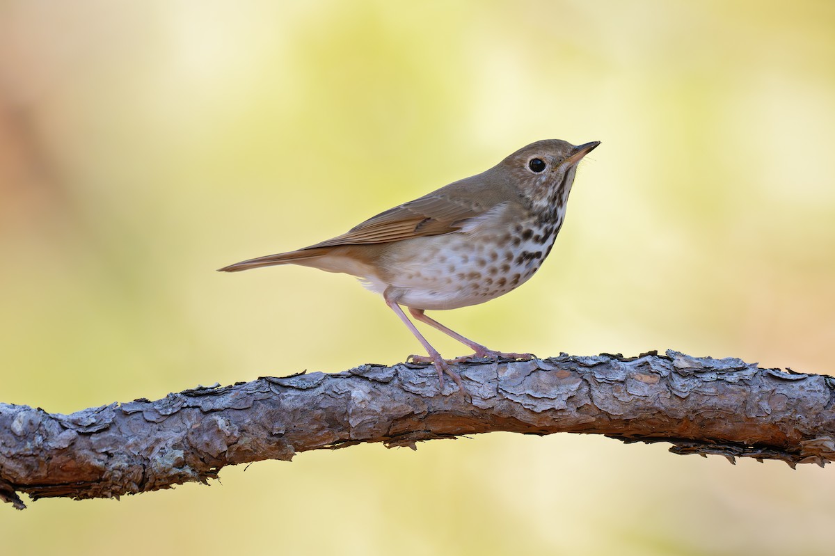 Hermit Thrush - ML630813063