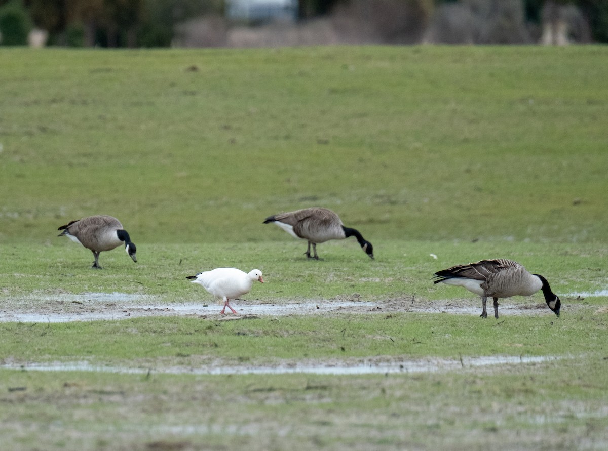 Ross's Goose - ML630813074
