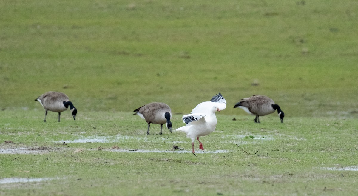 Ross's Goose - ML630813081