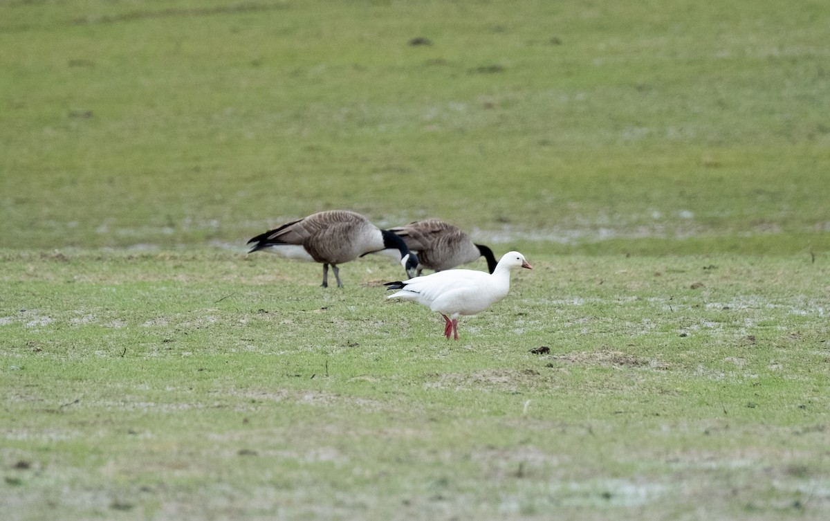 Ross's Goose - ML630813094