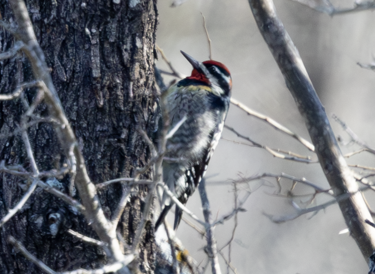 Red-naped Sapsucker - ML630813212