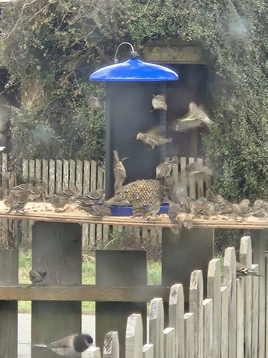 Pine Siskin - Amy Duerfeldt