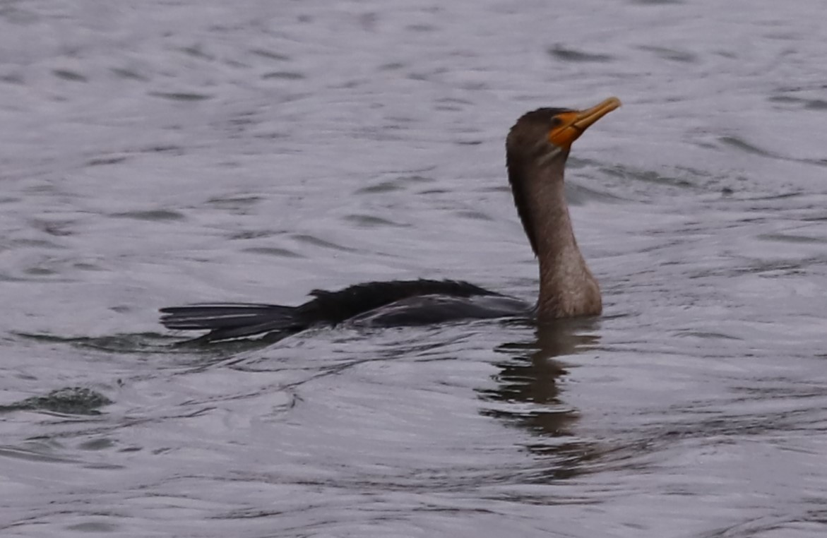 Double-crested Cormorant - ML630813242