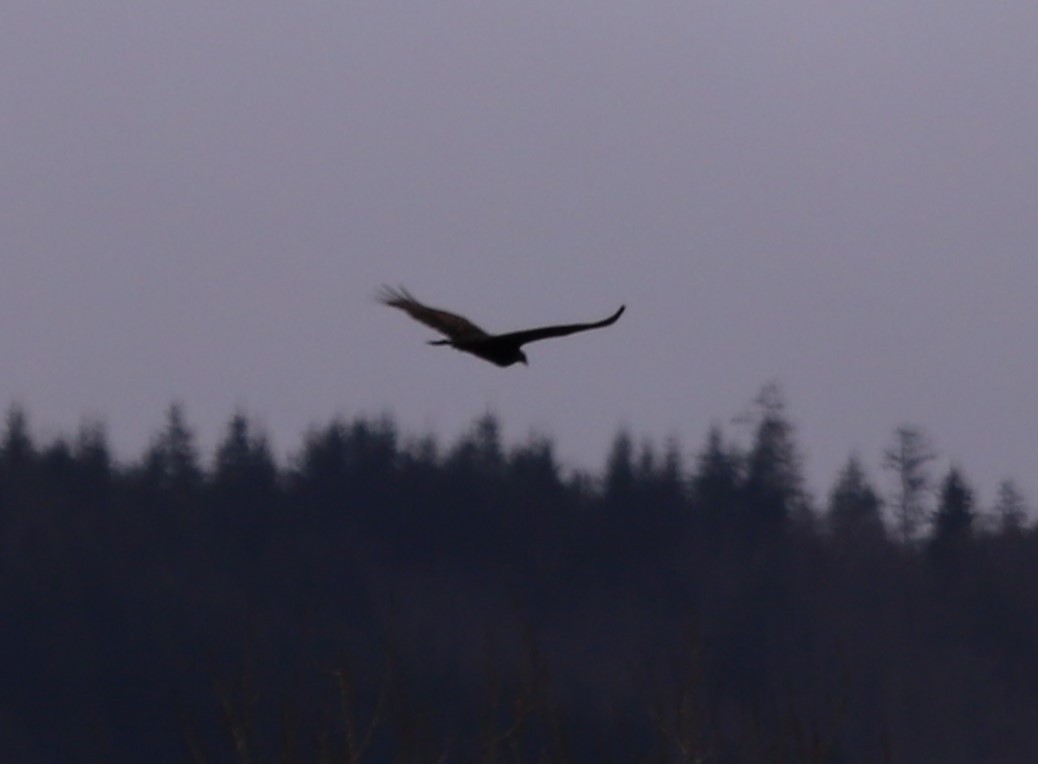 Turkey Vulture - ML630813259