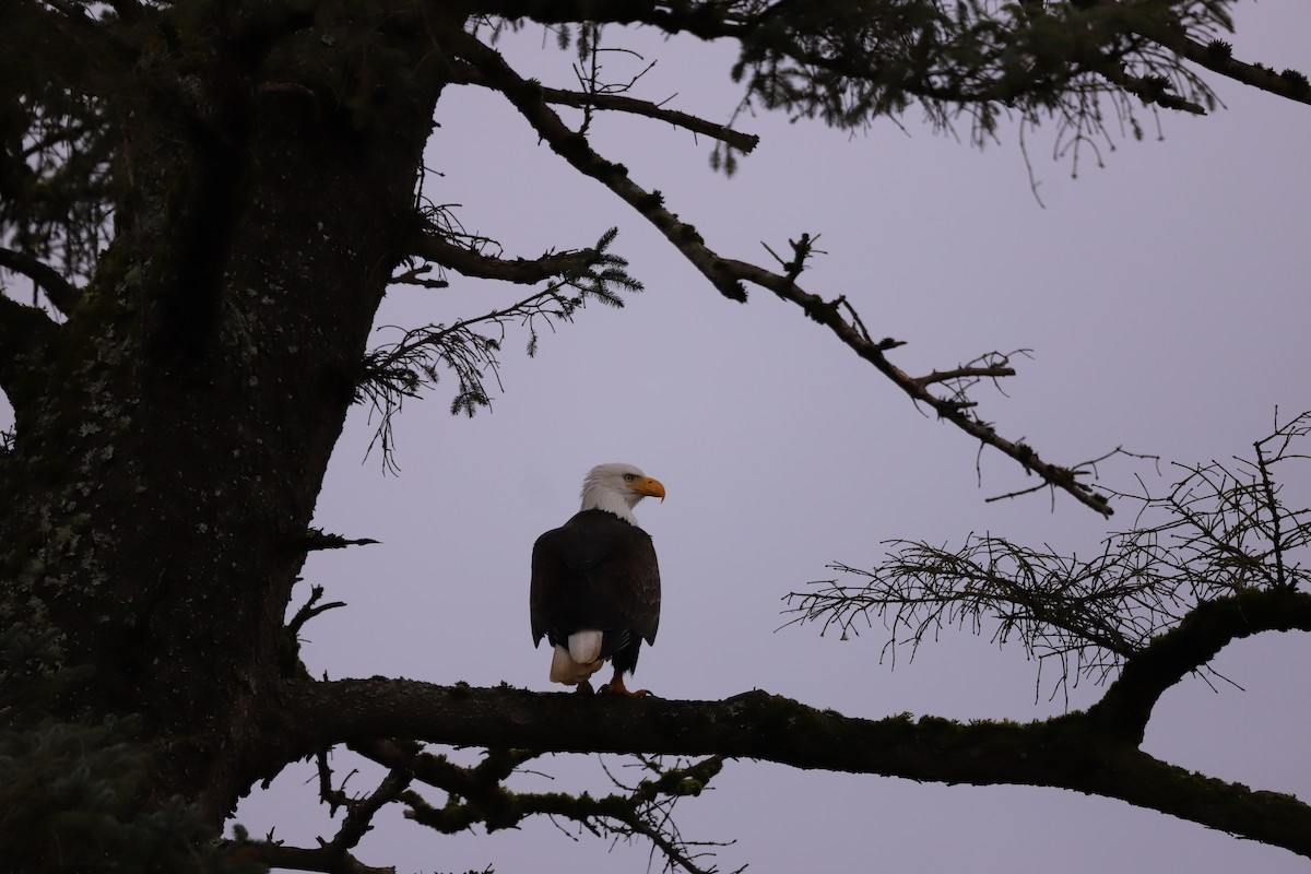 Bald Eagle - ML630813265