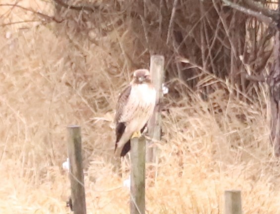 Red-tailed Hawk - ML630813280