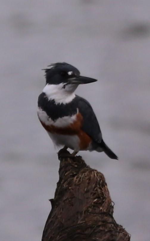 Belted Kingfisher - ML630813286