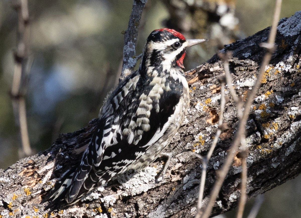 Yellow-bellied Sapsucker - ML630813309