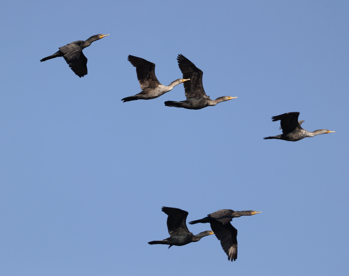 Double-crested Cormorant - ML630813405