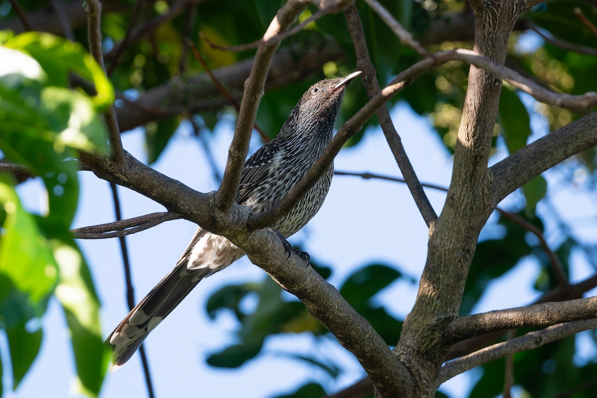 Little Wattlebird - ML630813503