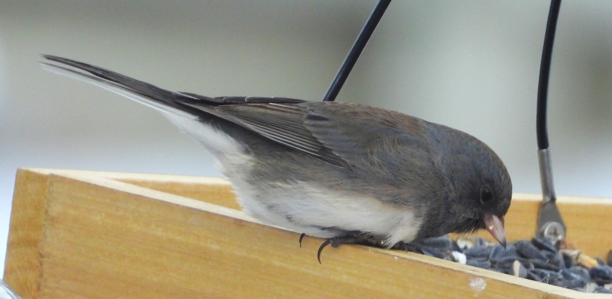Dark-eyed Junco - ML630813513