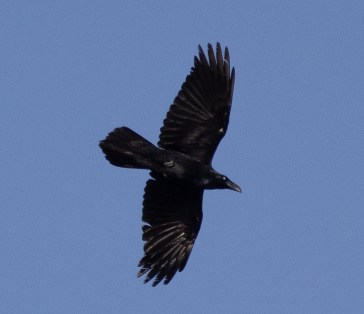 Common Raven - ML630813522