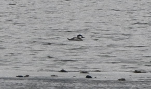 stivhaleand - ML630813574
