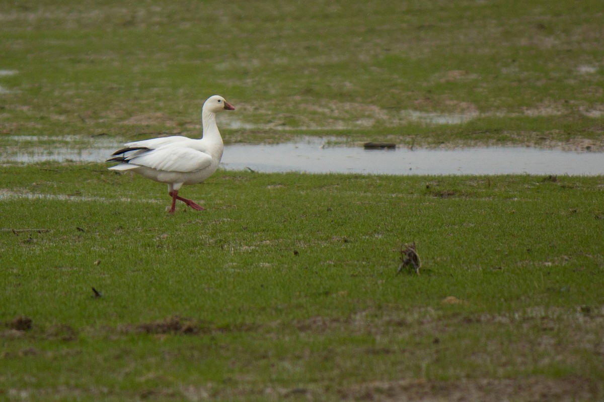 Ross's Goose - ML630813638
