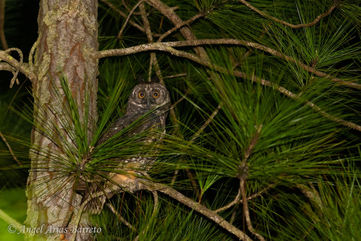 Stygian Owl - ML630813651