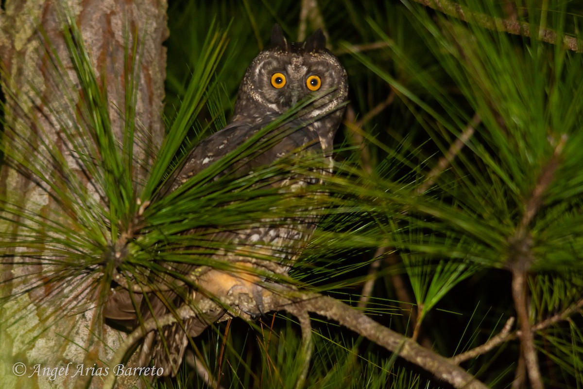 Stygian Owl - ML630813652