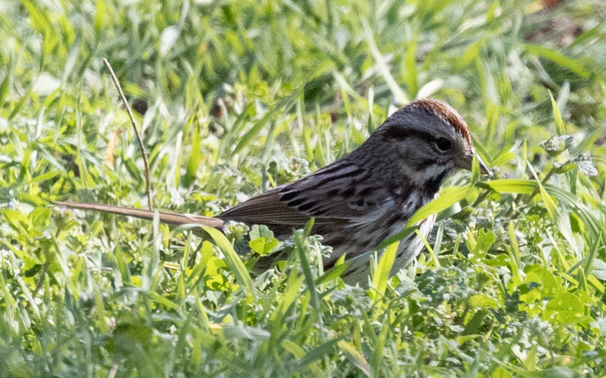 Song Sparrow - ML630813700