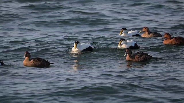 Common Eider (Dresser's) - ML630813732