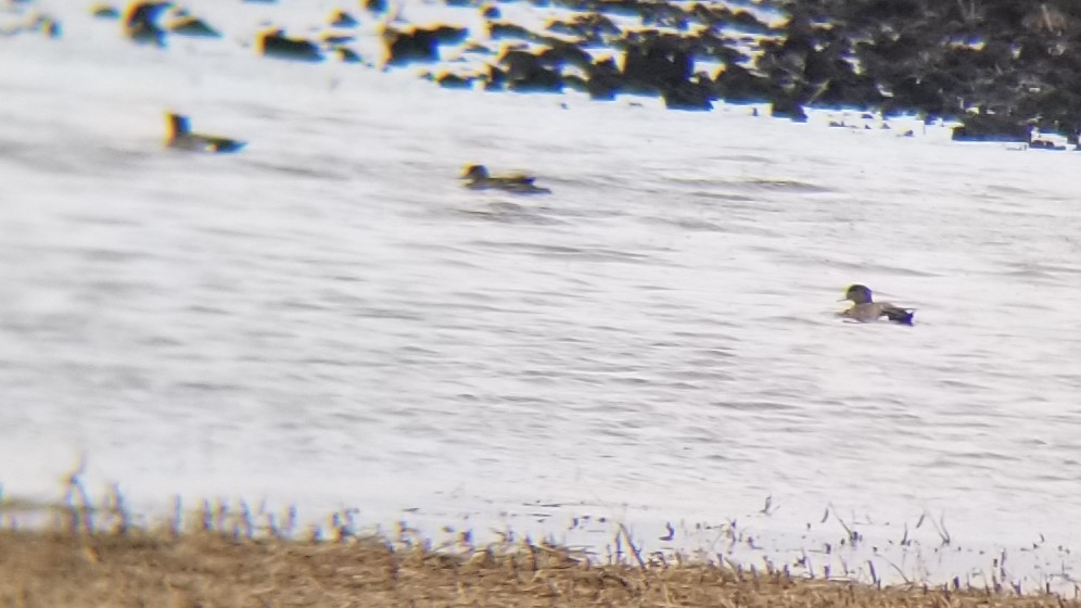 American Wigeon - ML630813750