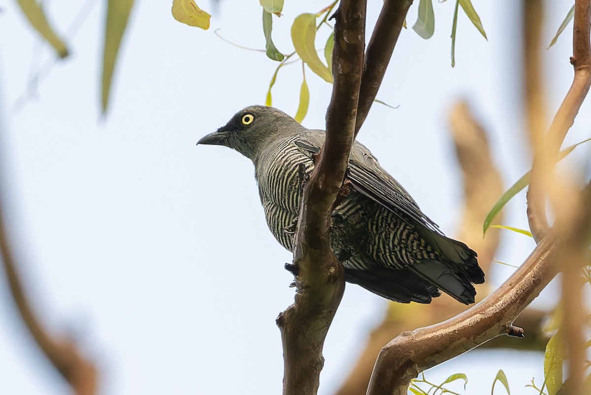 Barred Cuckooshrike - ML630813761