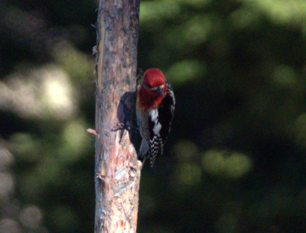 Red-breasted Sapsucker - ML630813795