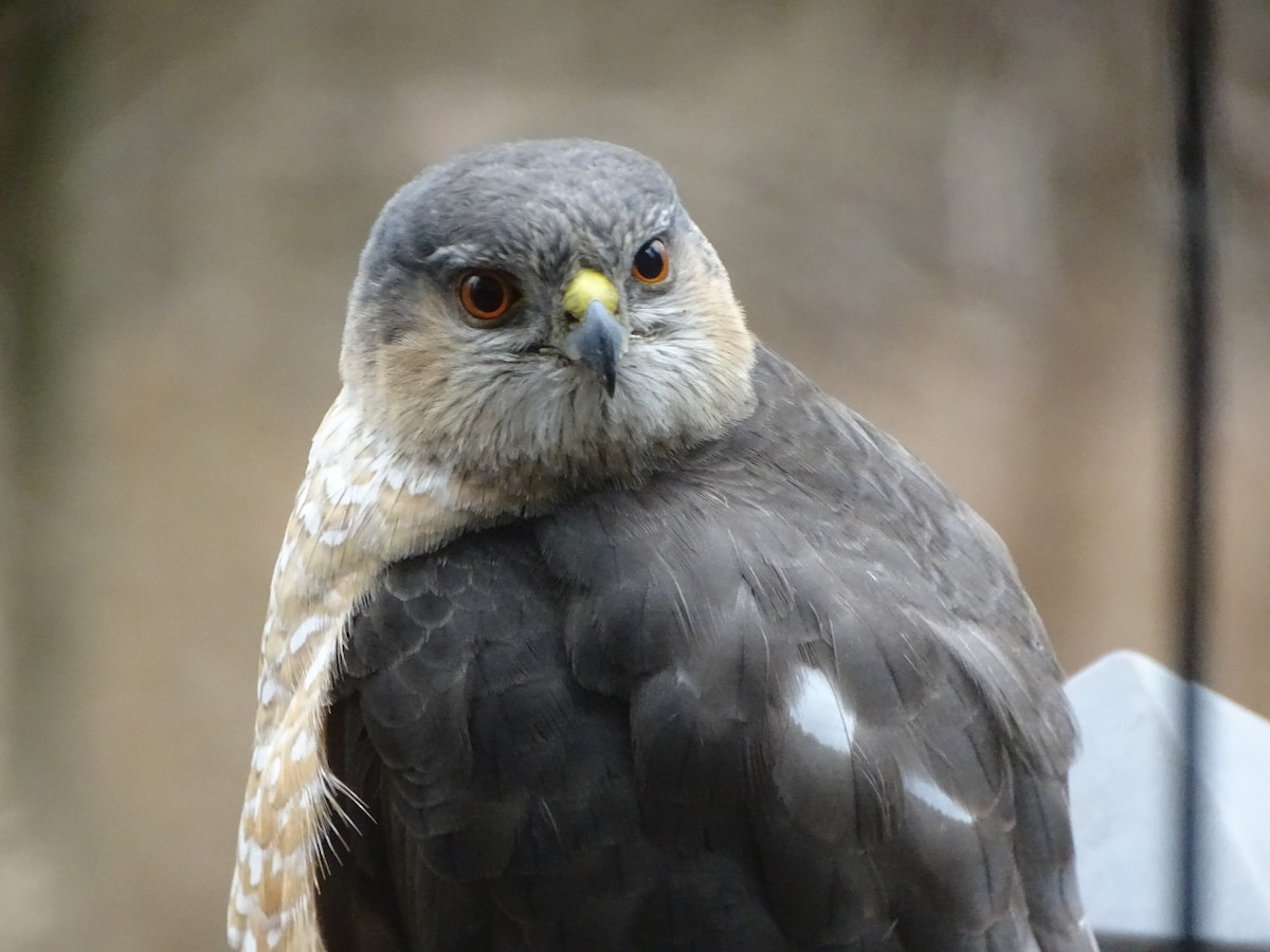 Sharp-shinned Hawk - ML630813809