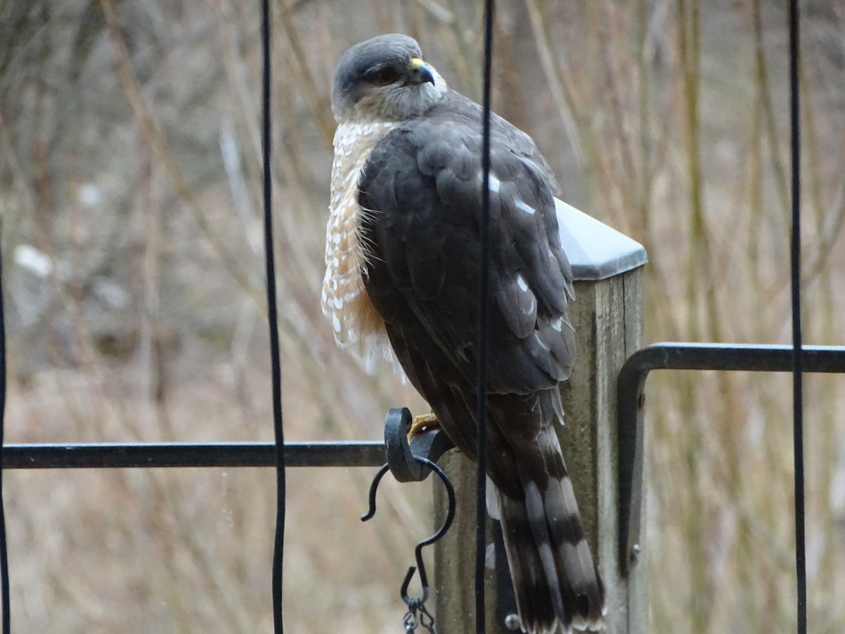 Sharp-shinned Hawk - ML630813810