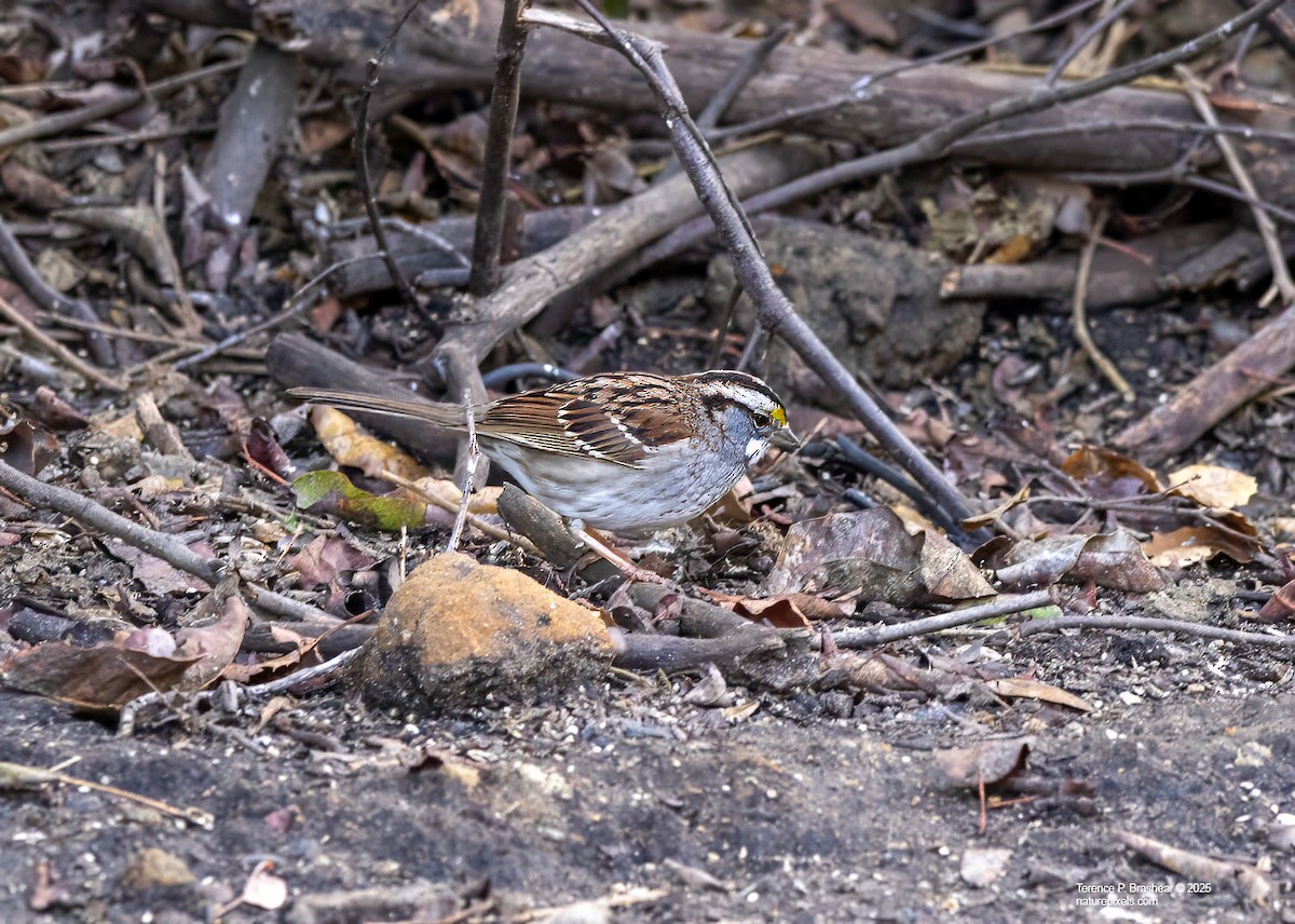 White-throated Sparrow - ML630813819