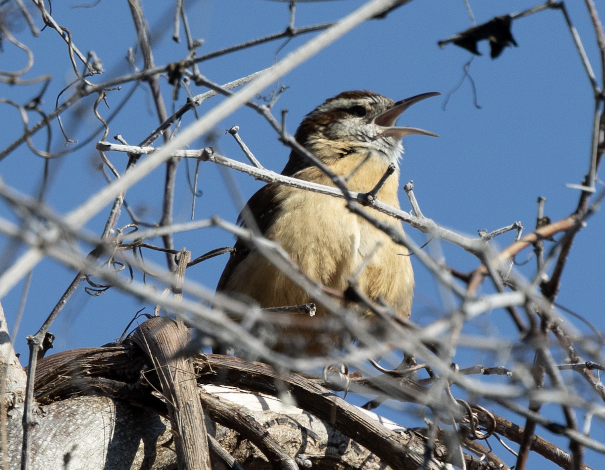 Carolina Wren - ML630813849