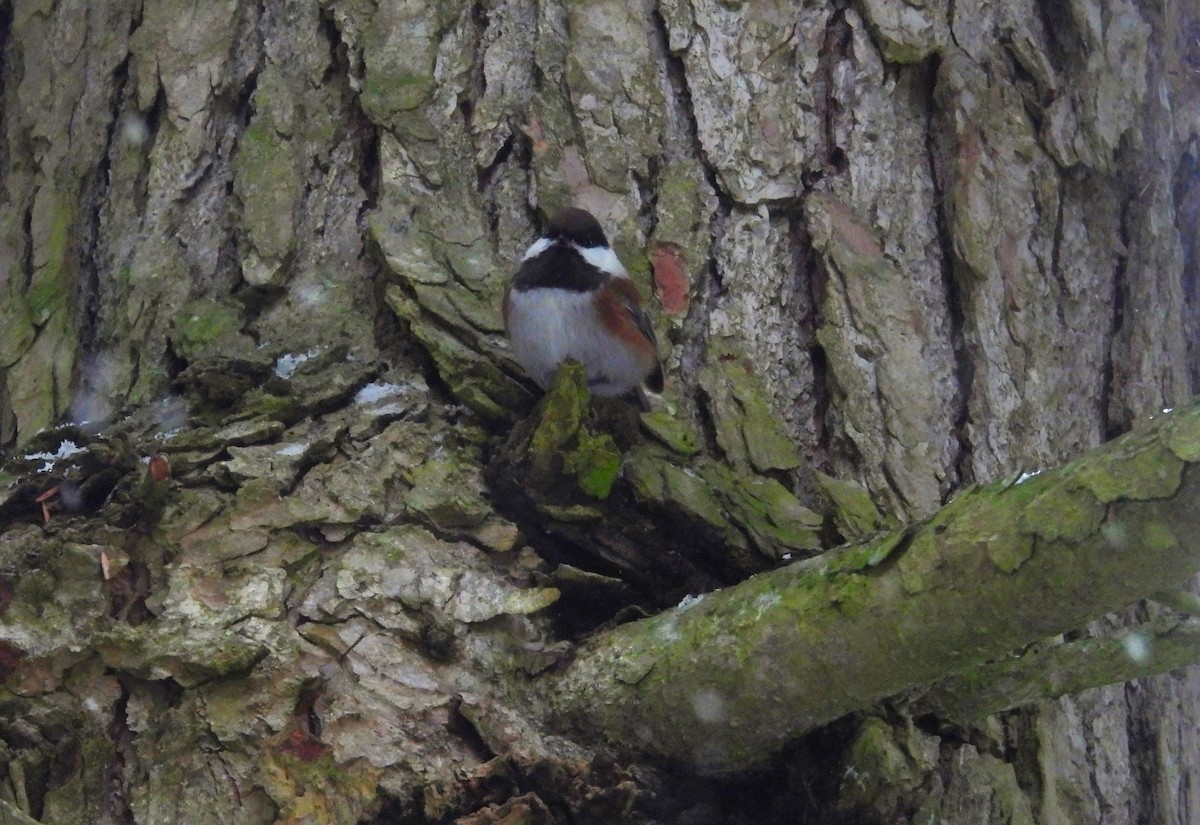Chestnut-backed Chickadee - ML630813870