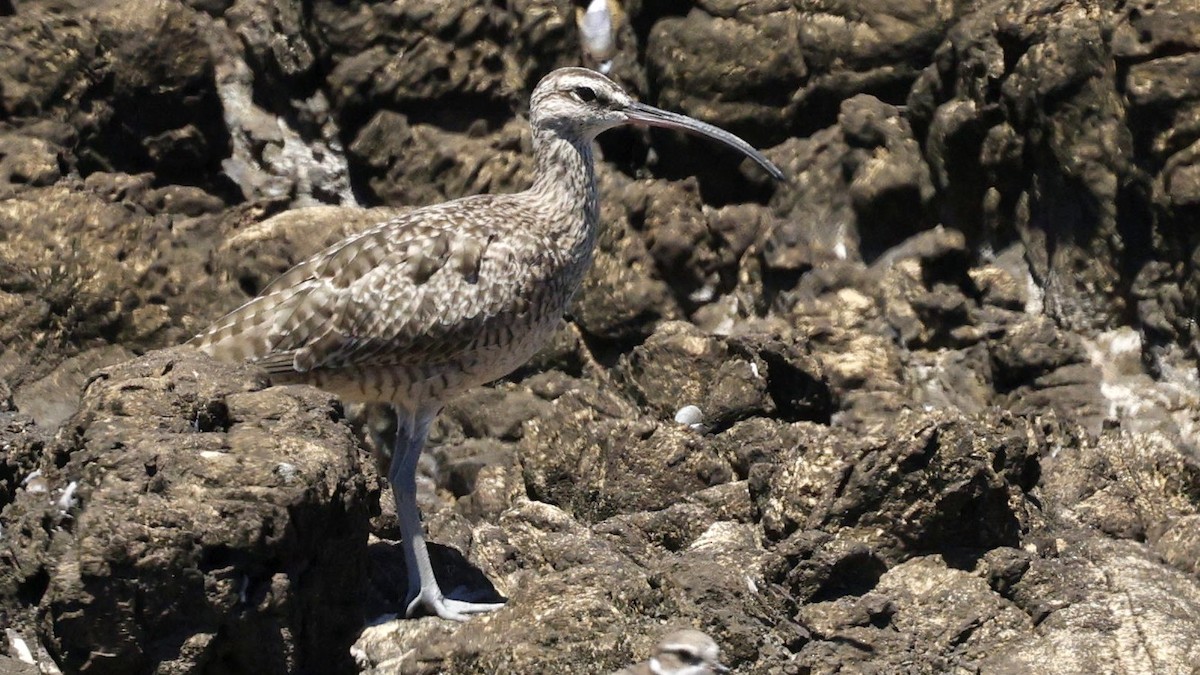 Hudsonian Whimbrel - ML630813890