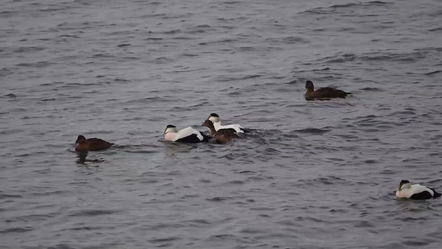 Common Eider (Dresser's) - ML630813908