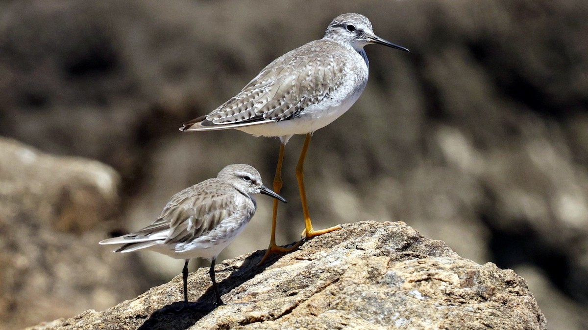 Greater Yellowlegs - ML630813935