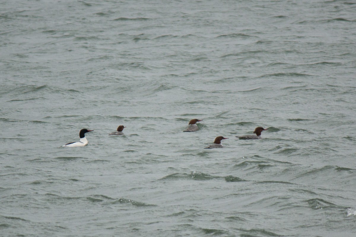 Common Merganser - ML630813964
