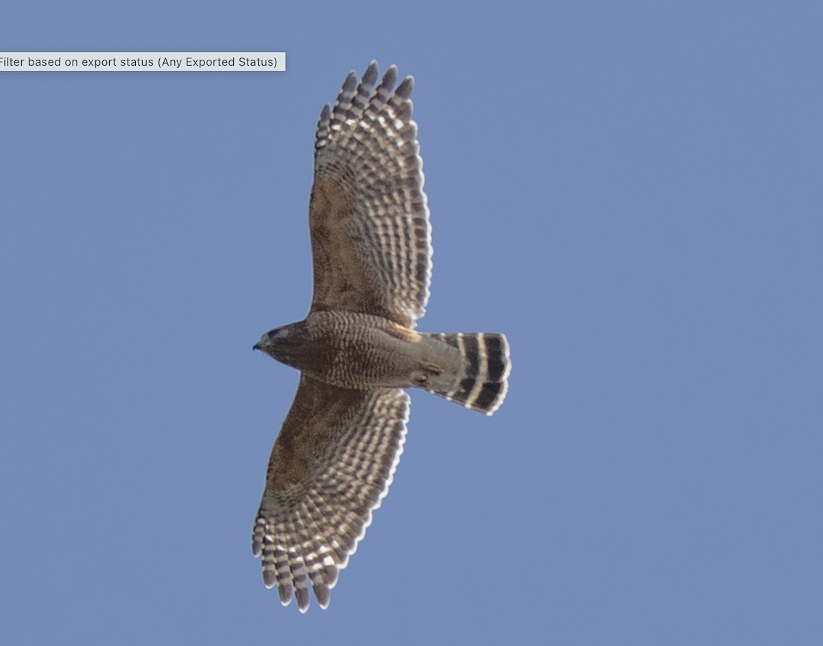 Red-shouldered Hawk - ML630813980