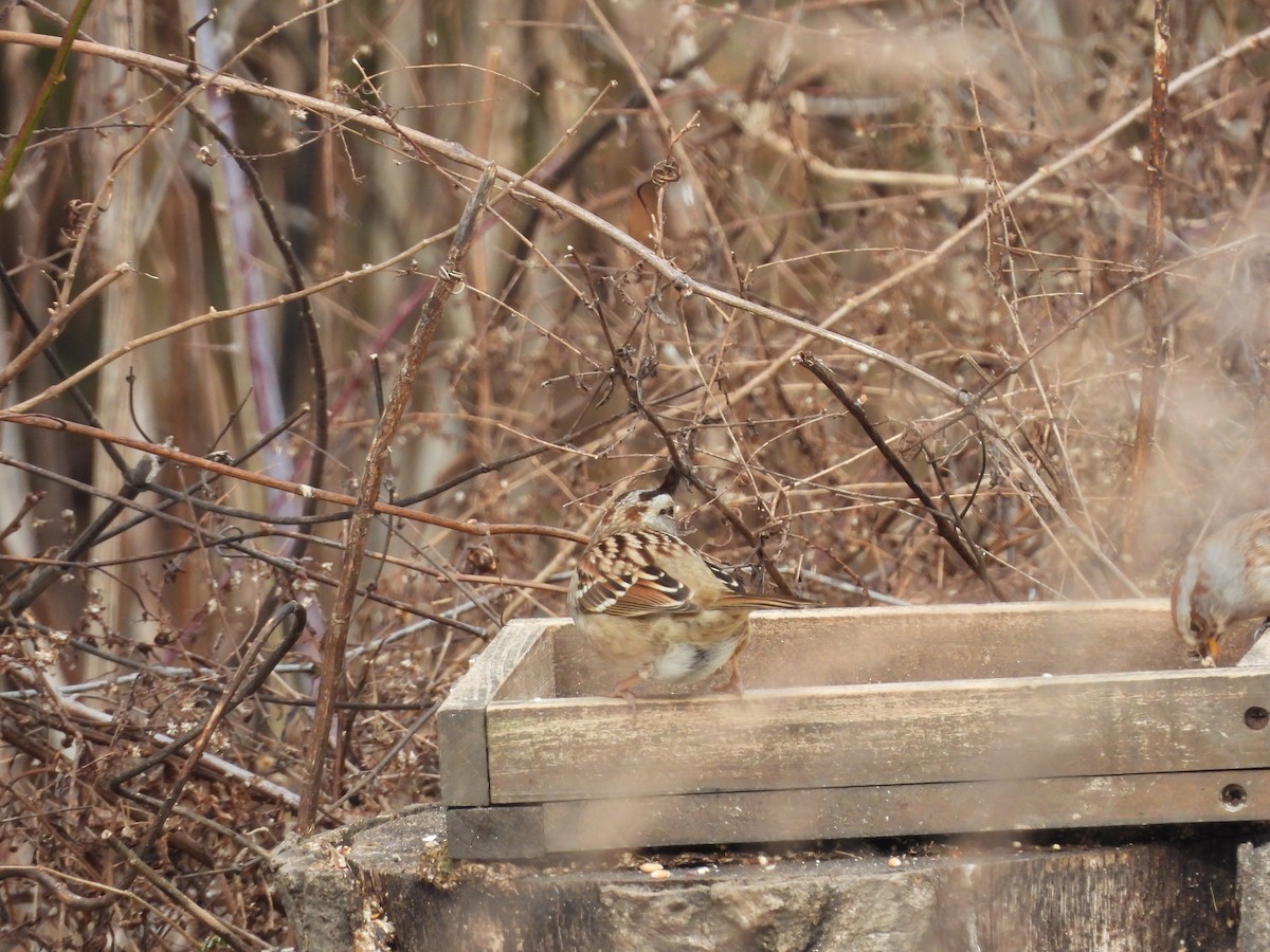 White-crowned x White-throated Sparrow (hybrid) - ML630814000