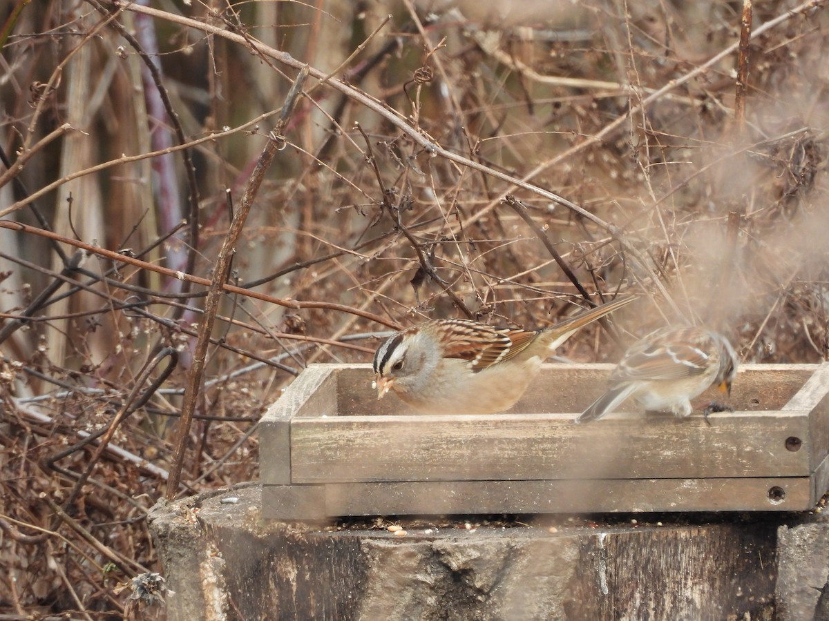 White-crowned x White-throated Sparrow (hybrid) - ML630814002