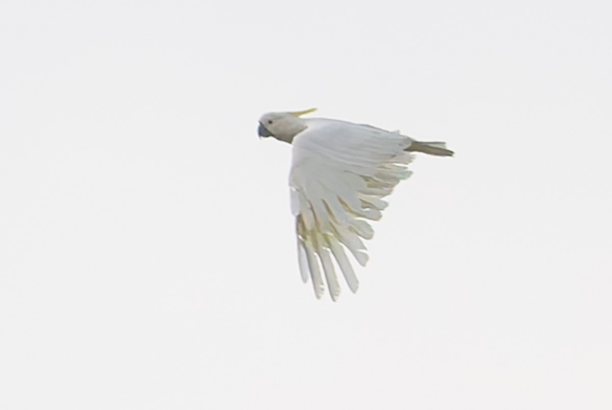 Sulphur-crested Cockatoo - ML630814006