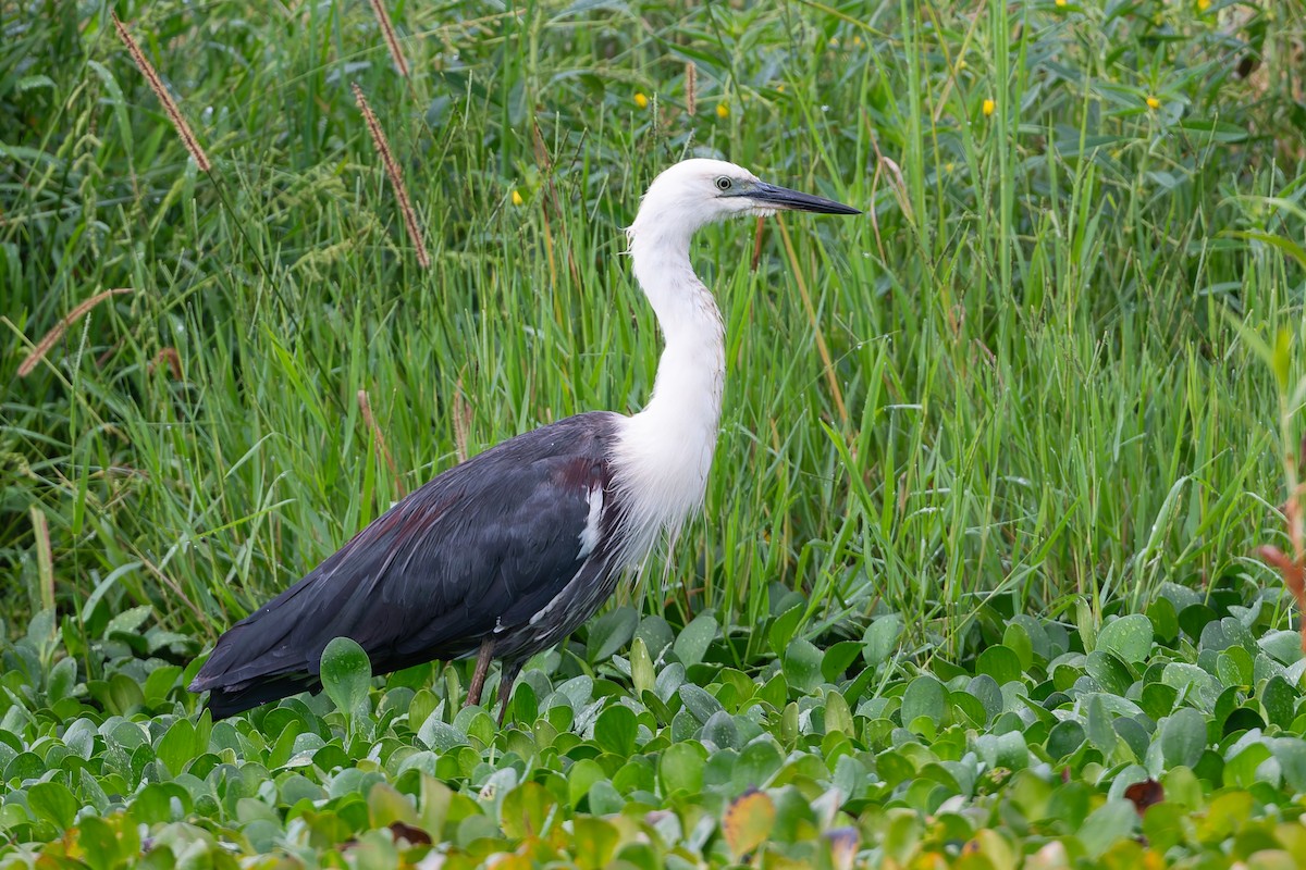 Pacific Heron - ML630814022