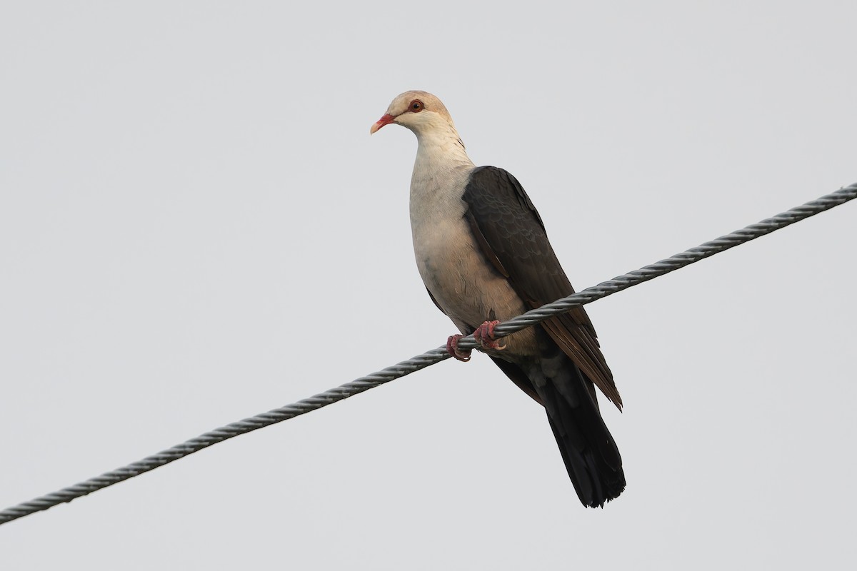 White-headed Pigeon - ML630814057