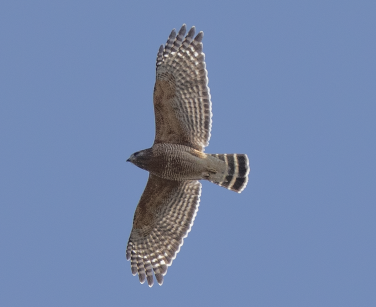 Red-shouldered Hawk - ML630814059
