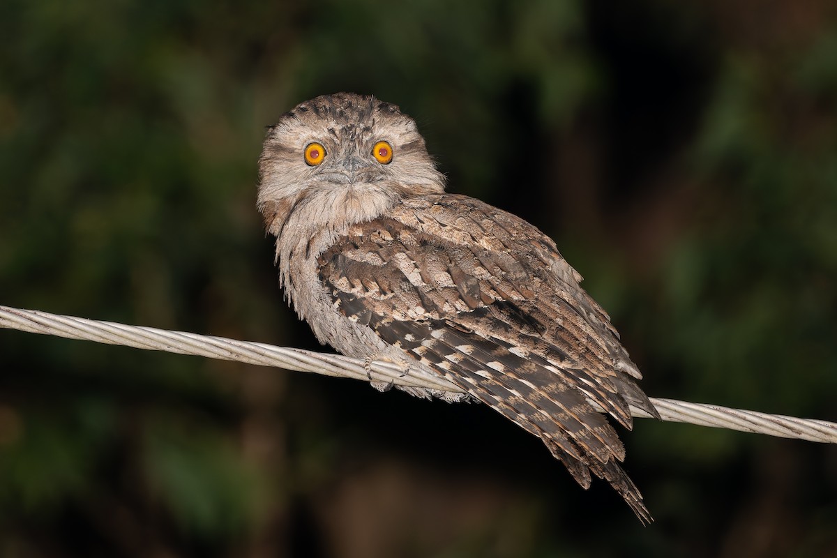 Tawny Frogmouth - ML630814069