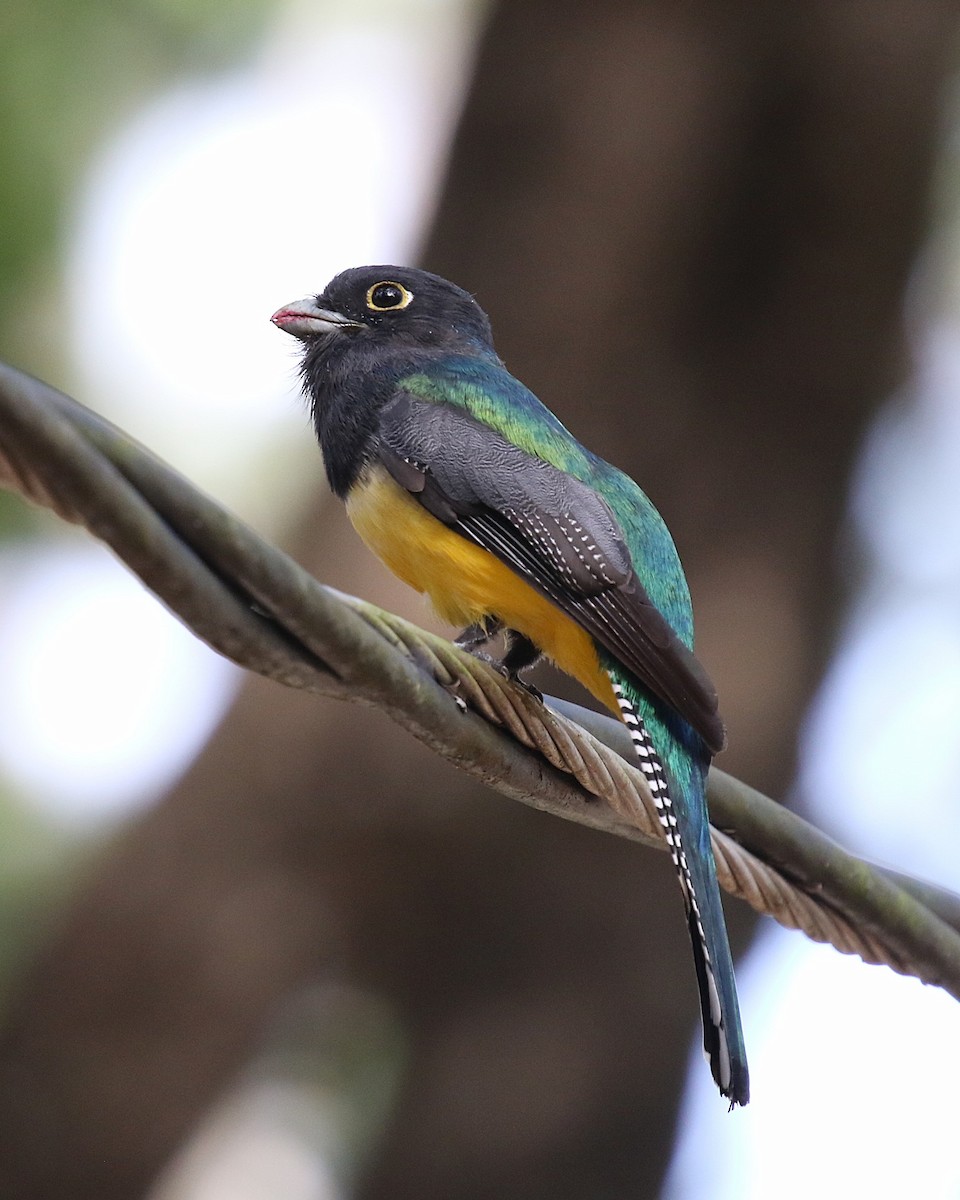 trogon podvazkový - ML630814099