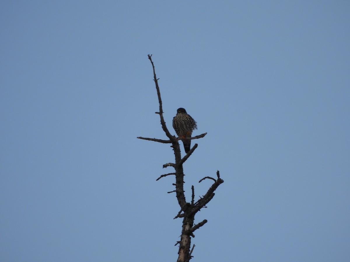 Merlin - ML630814111
