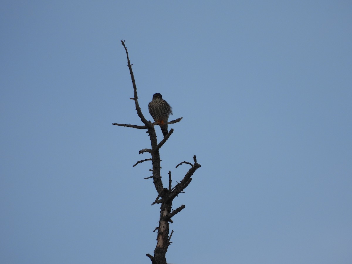 Merlin - ML630814113