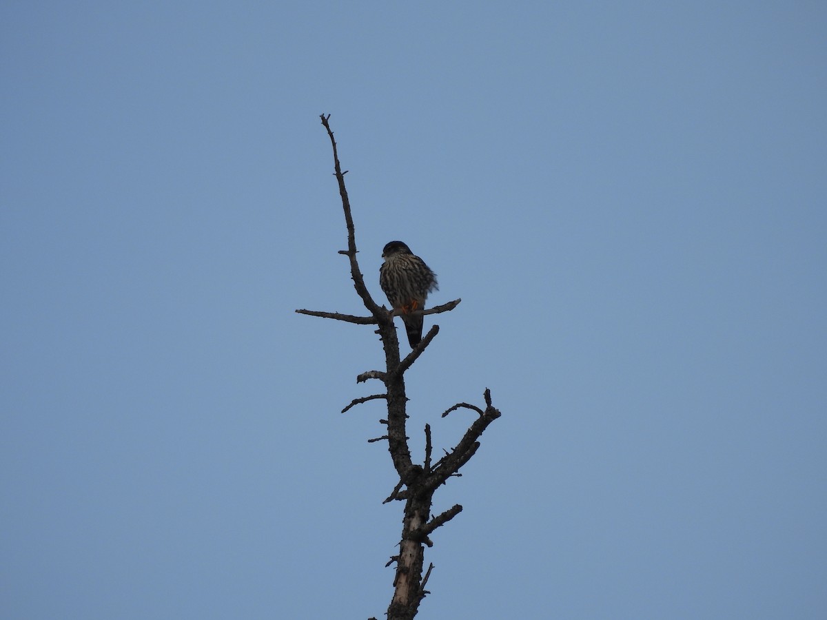 Merlin - ML630814115